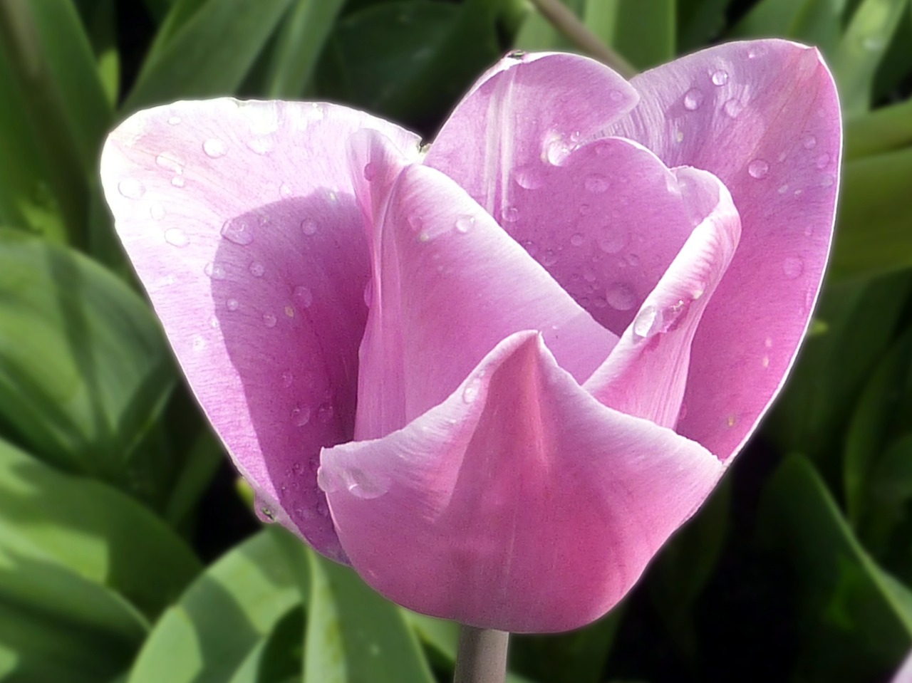 flower tulip purple free photo