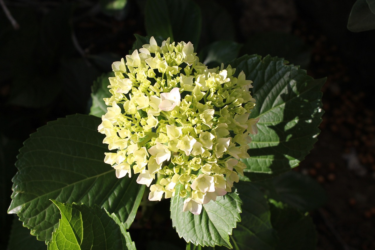 flower yellow flower nature free photo