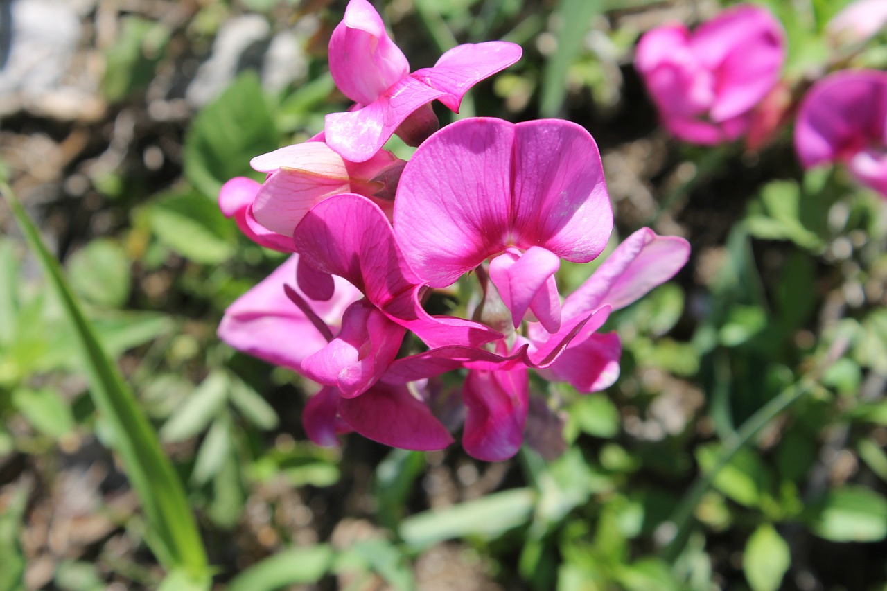 flower orchid lilac flower free photo