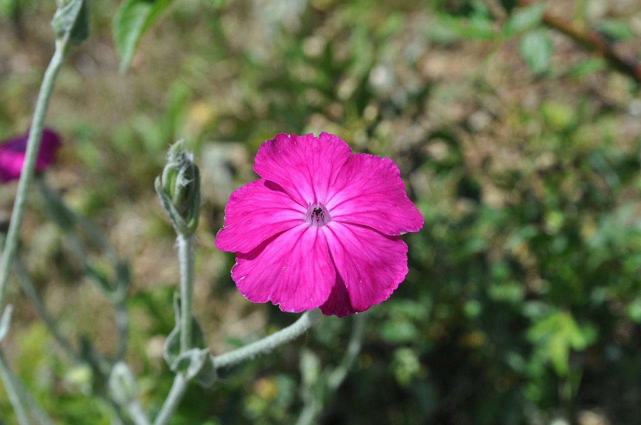 flower pink nature free photo