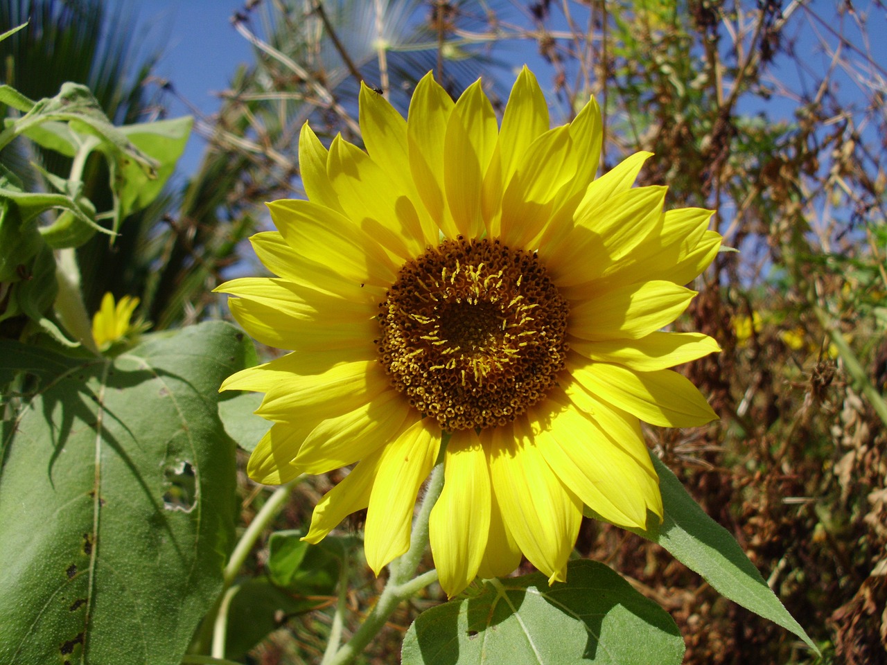 flower sunflower nature free photo