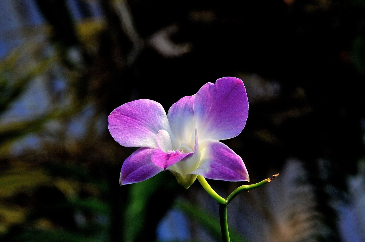 flower nature garden free photo