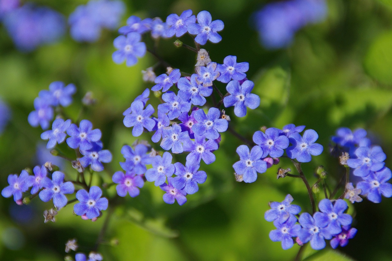 flower blossom bloom free photo