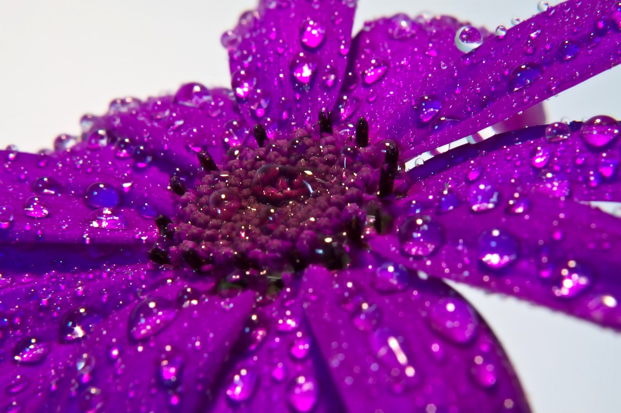 flower rain macro free photo