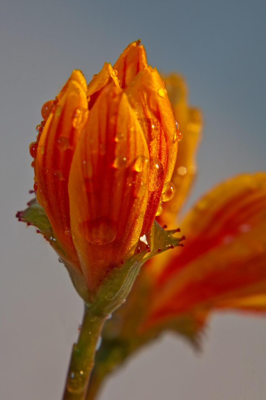 blossom bloom bud free photo