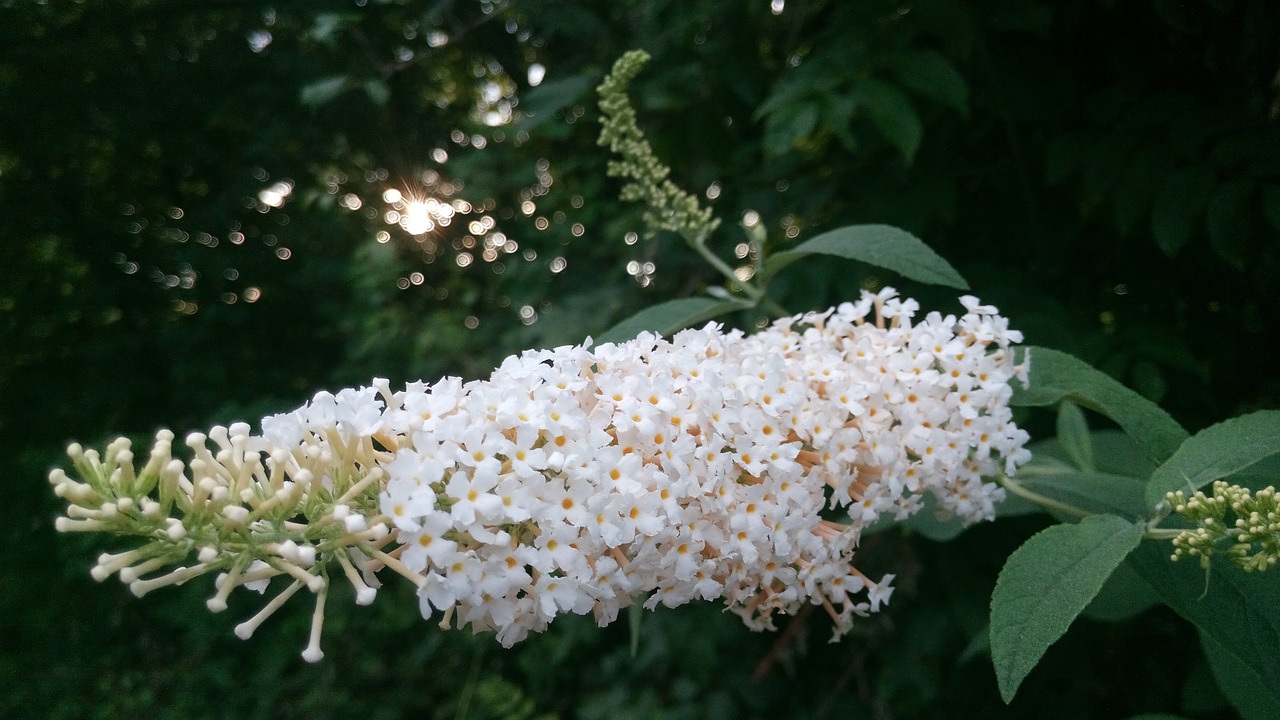 flower plant green free photo