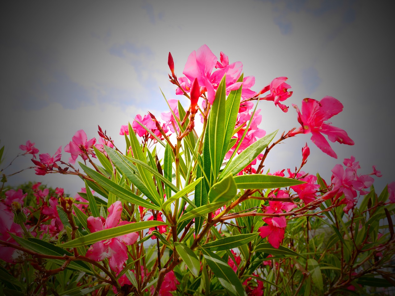 flower sky pink free photo