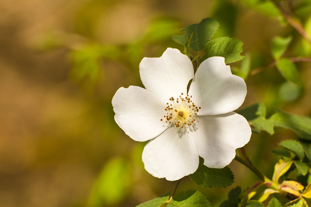 flower white nature free photo