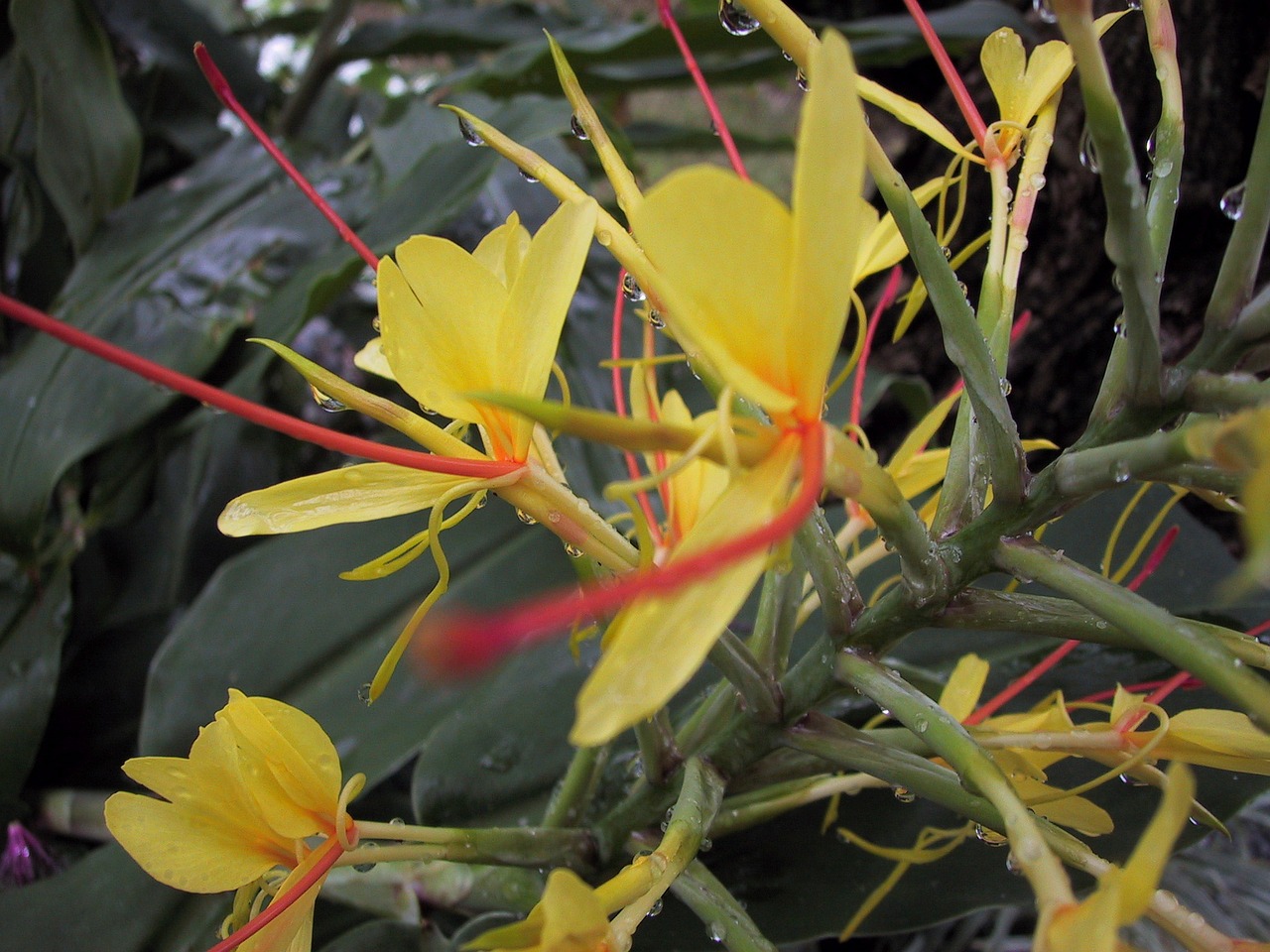 flower tropical yellow free photo