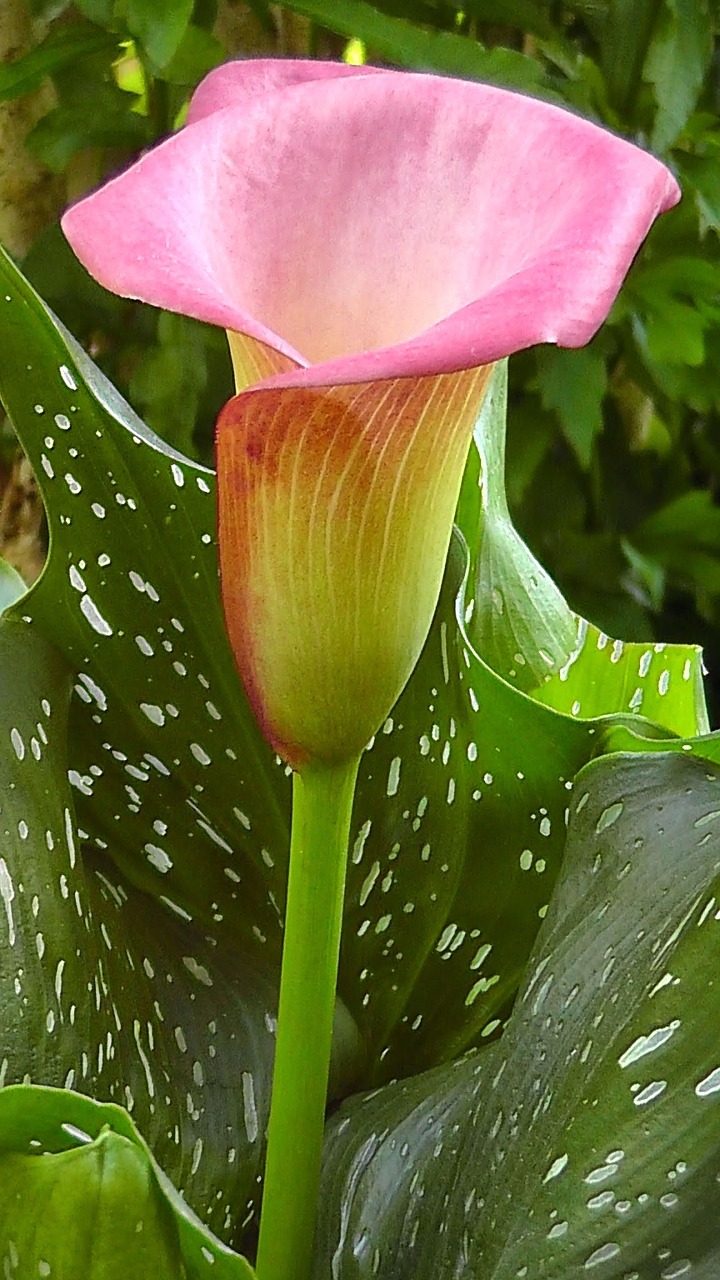 flower calla color free photo