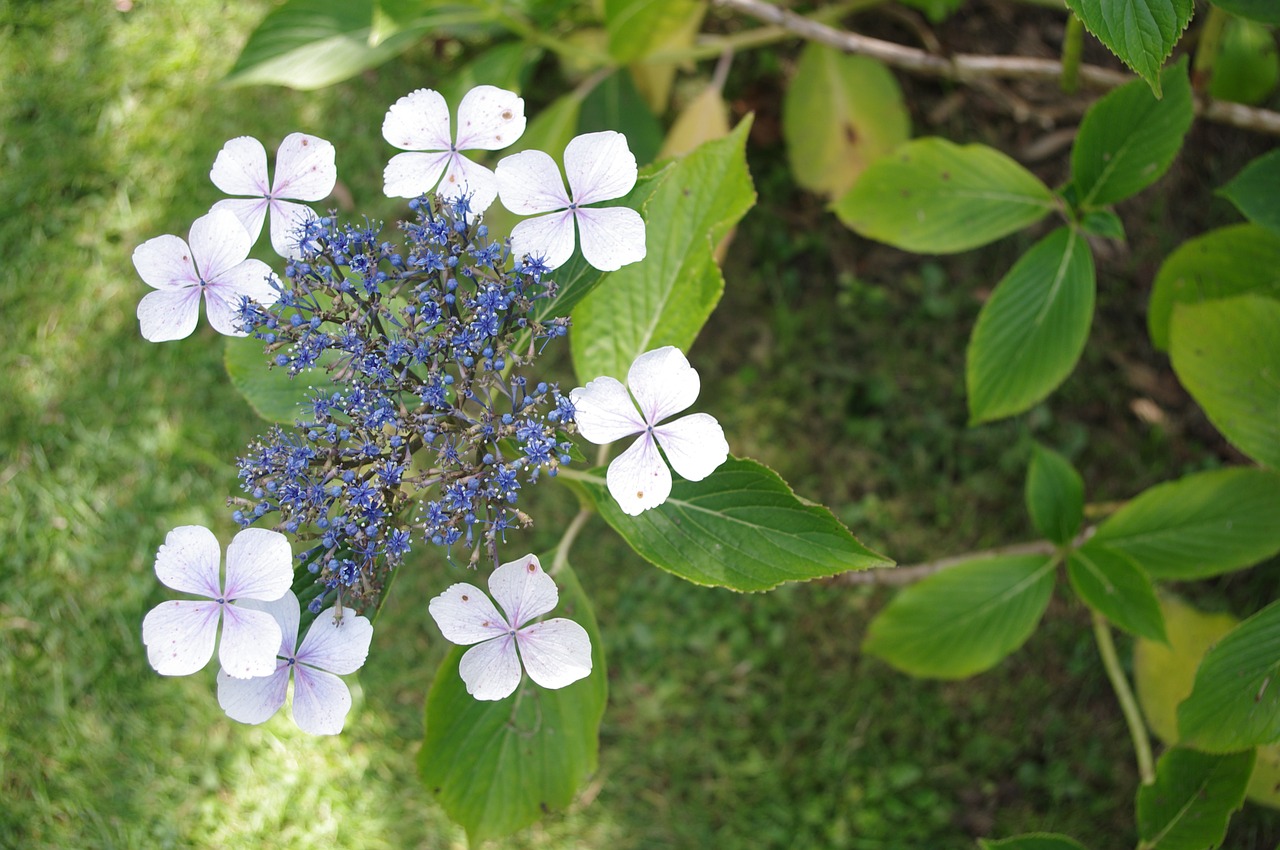 flower garden nature free photo