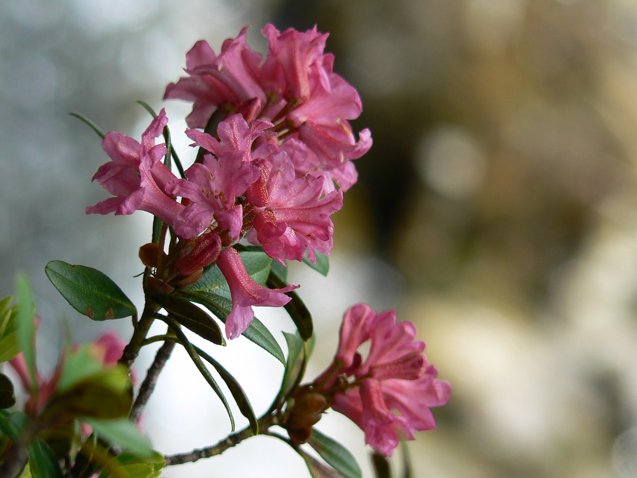 flower rhododendron rosa free photo