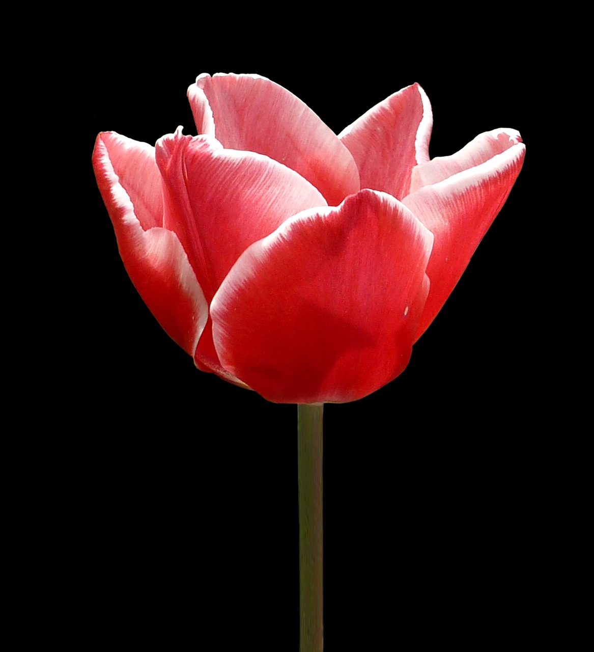 flower tulip pink free photo