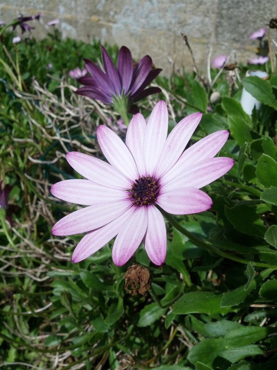 flower violet nature free photo