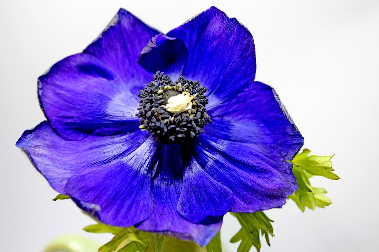 blossom bloom blue poppy free photo