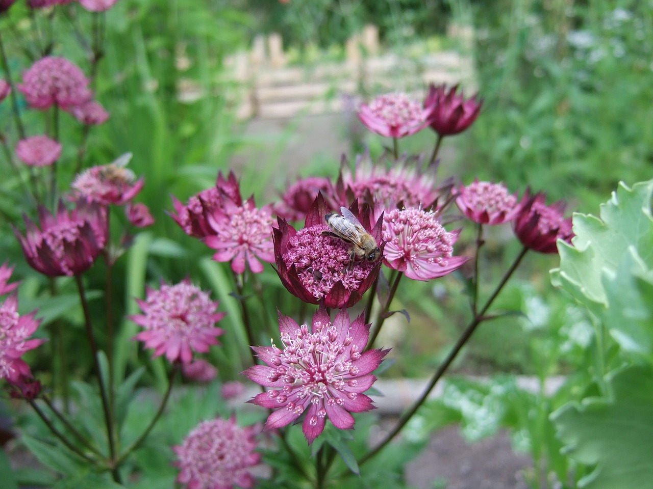 flower astrantia garden free photo