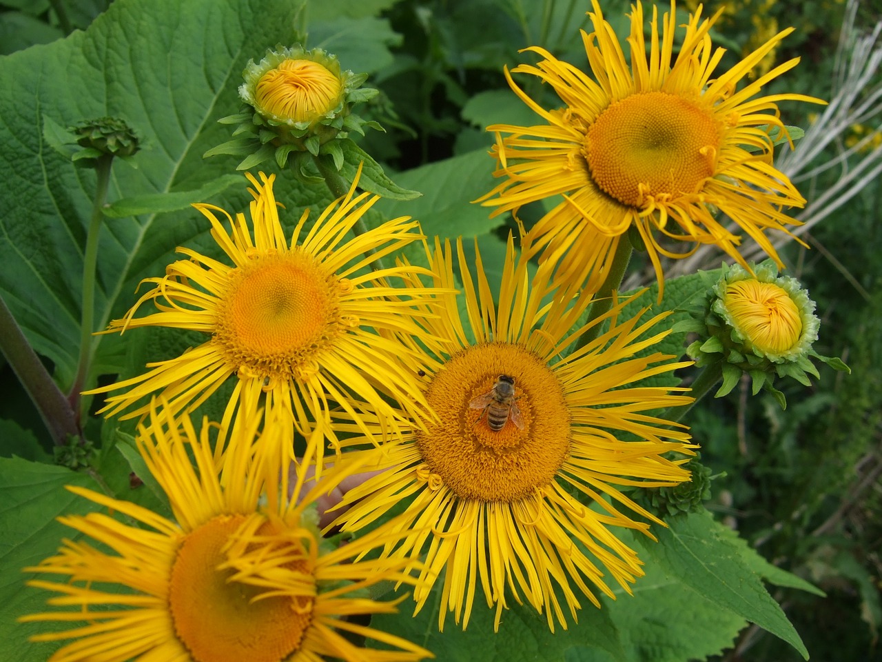 flower yellow garden free photo