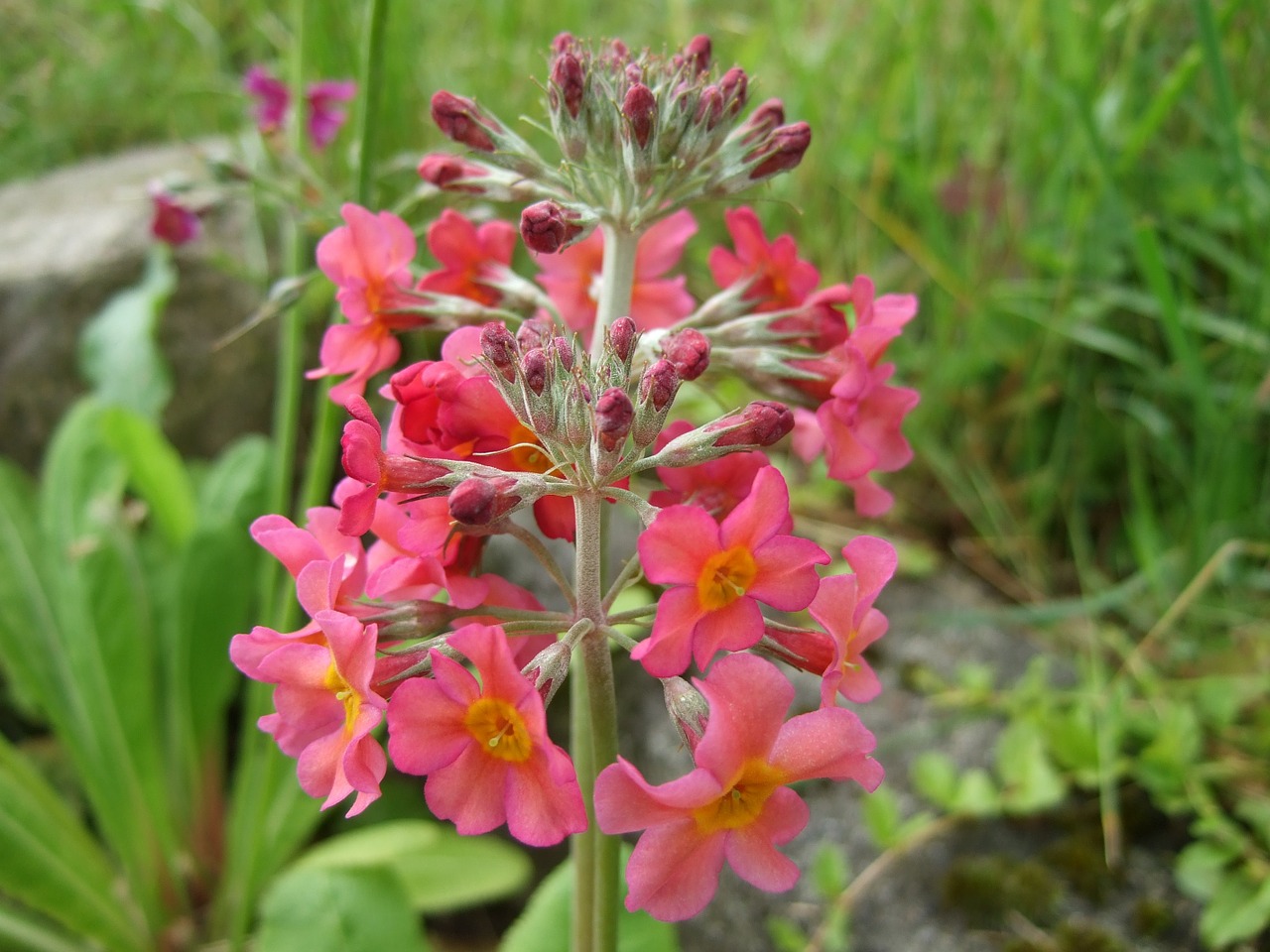 flower garden primerose free photo