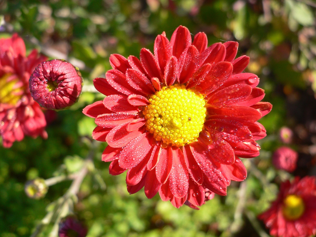 flower aster blooming free photo