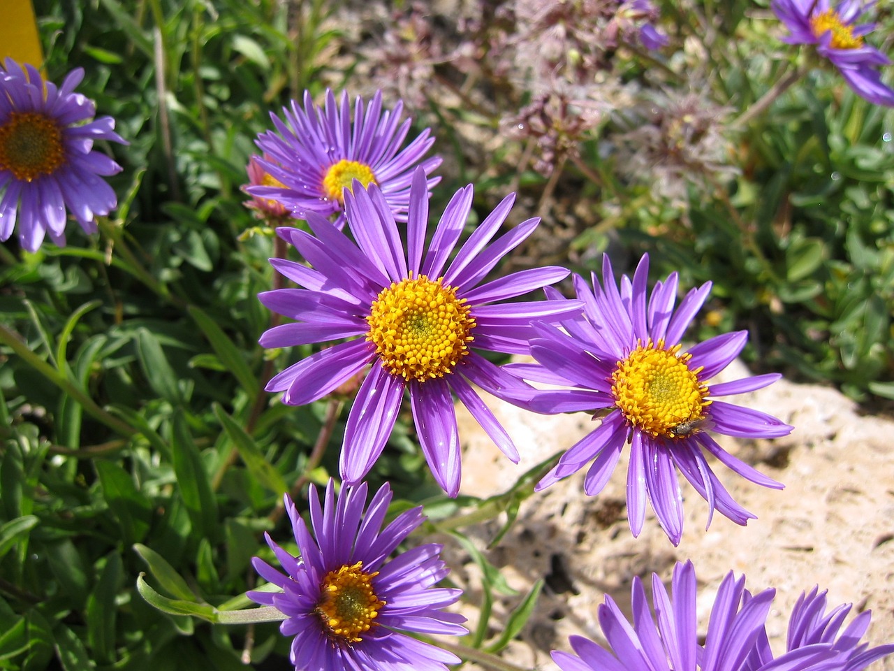 flower aster blossoms free photo