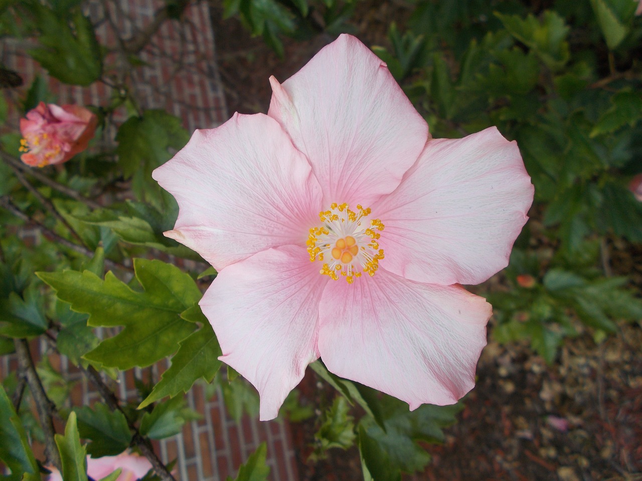 flower hibiscus pink free photo