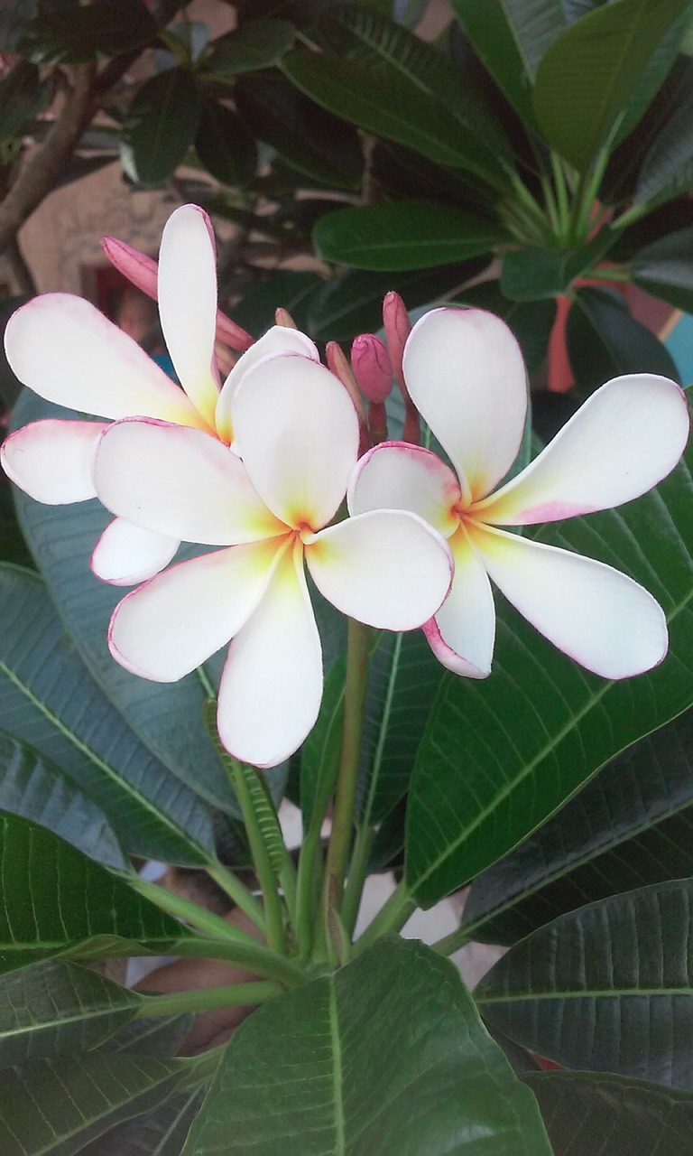 flower white plant free photo