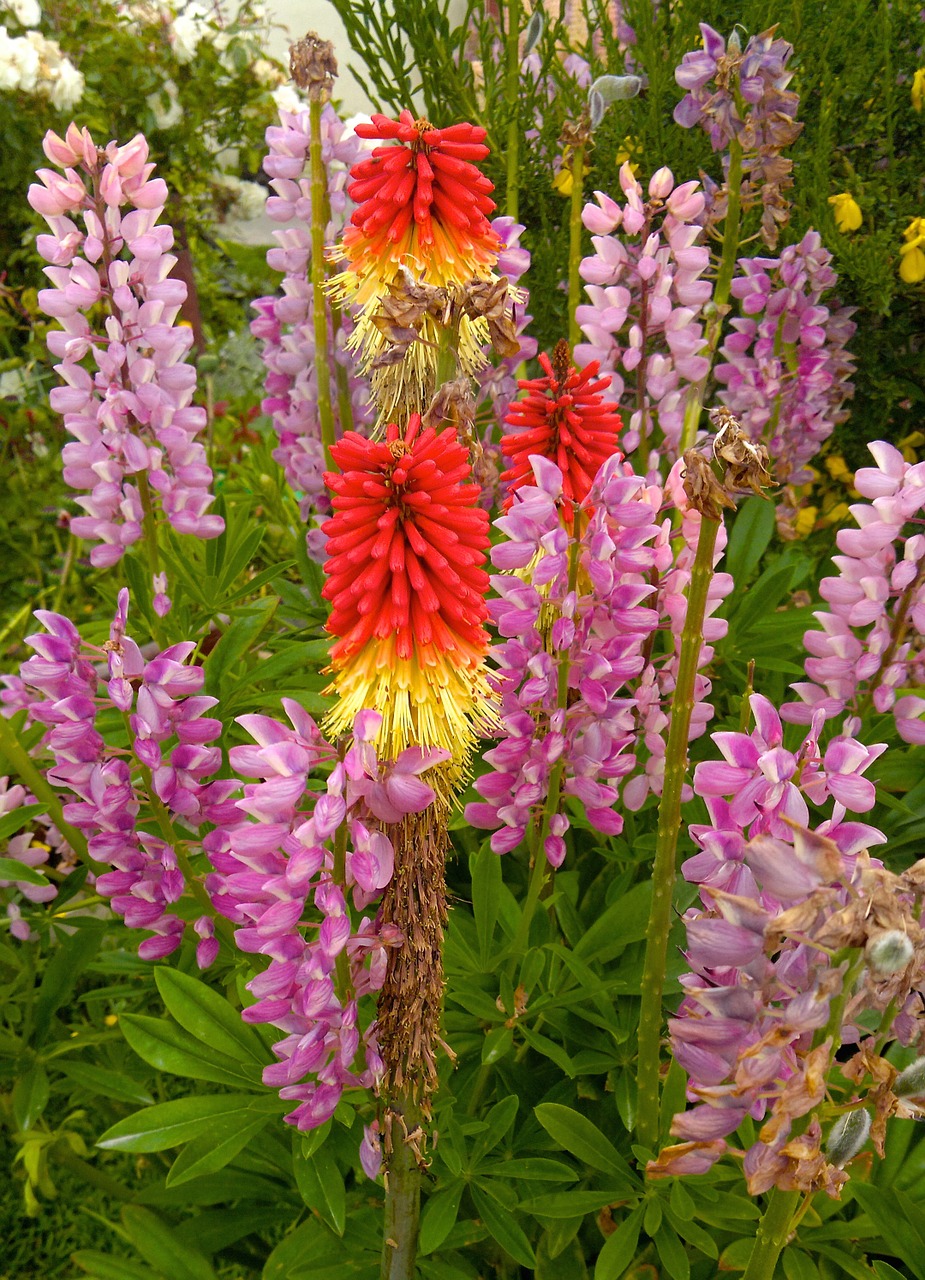 flower argentina patagonia free photo