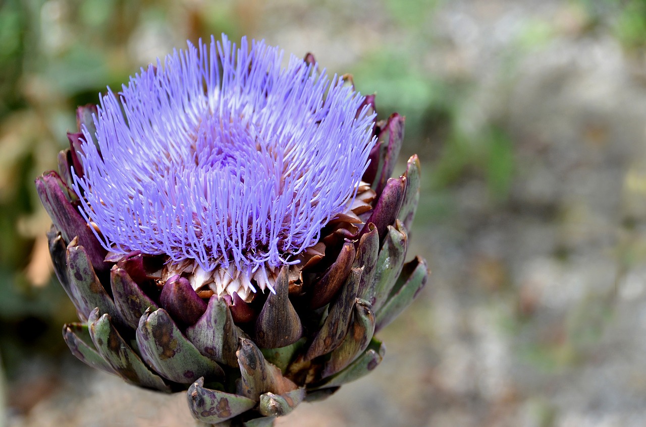 flower artichoke violet free photo