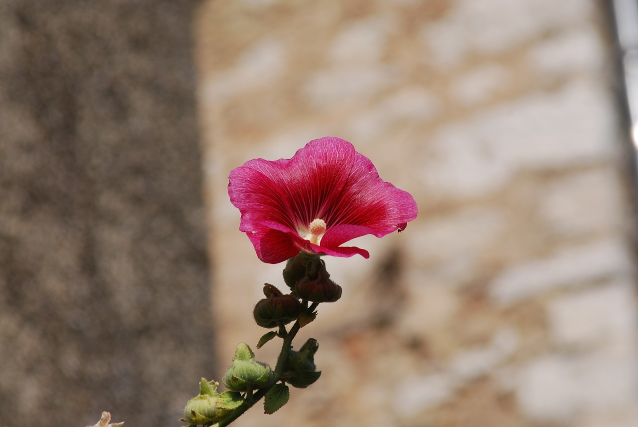 flower blossom pink free photo