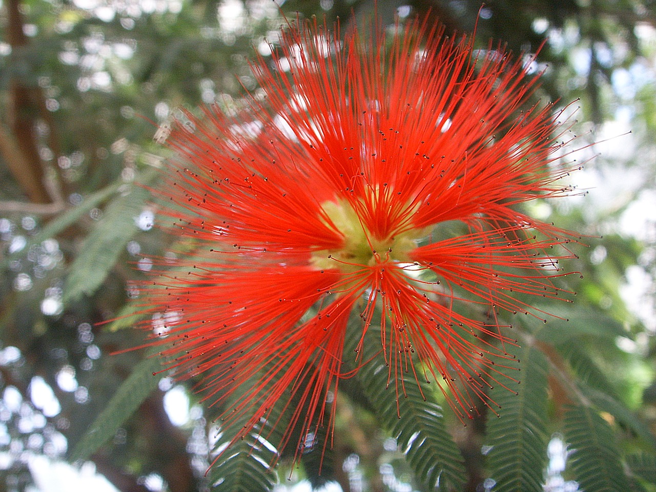 blossom bloom plant free photo