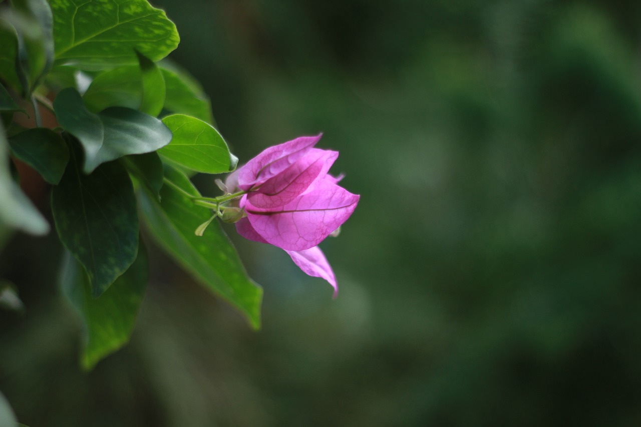 flower landscape nature free photo