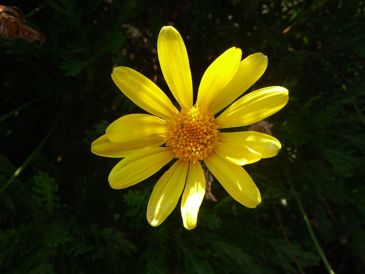 flower yellow spring free photo