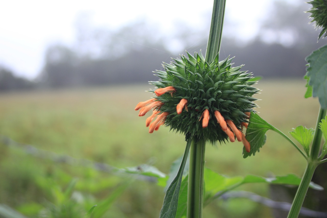 flower garden plants free photo