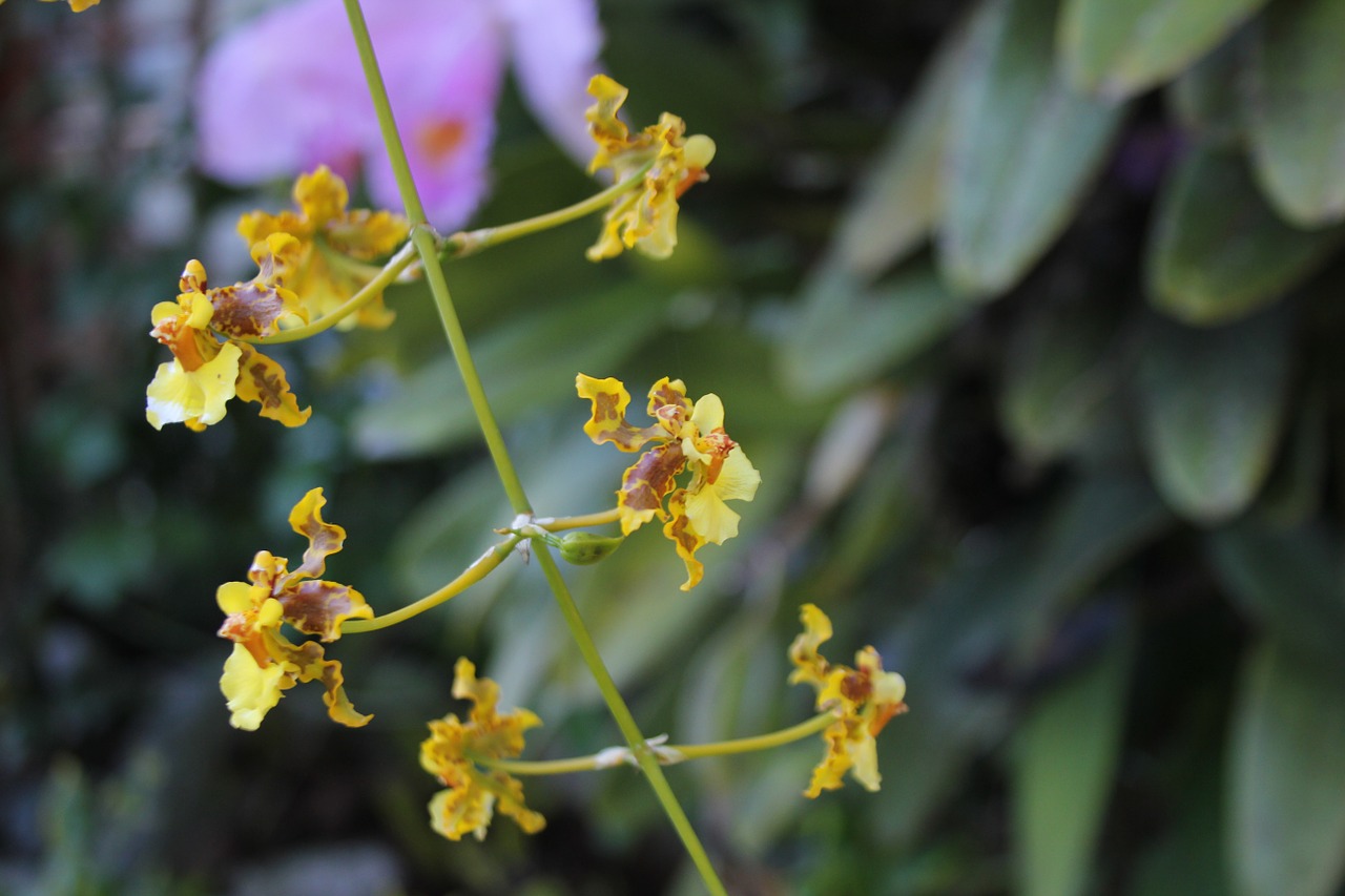 flower garden plants free photo