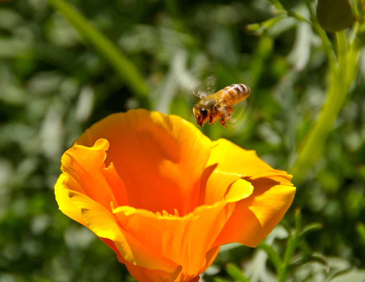 flower bee orange free photo