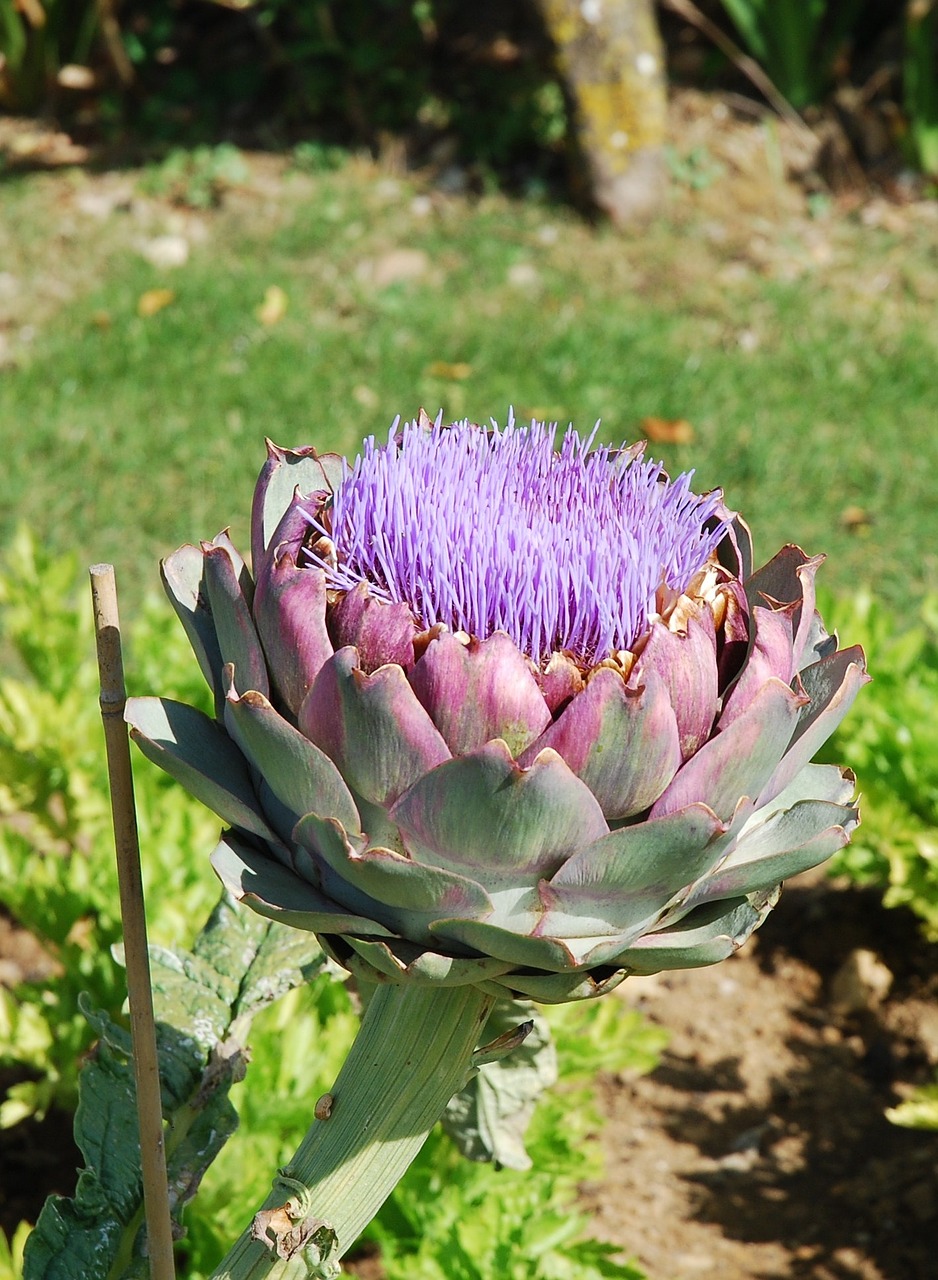 flower artichoke garden free photo