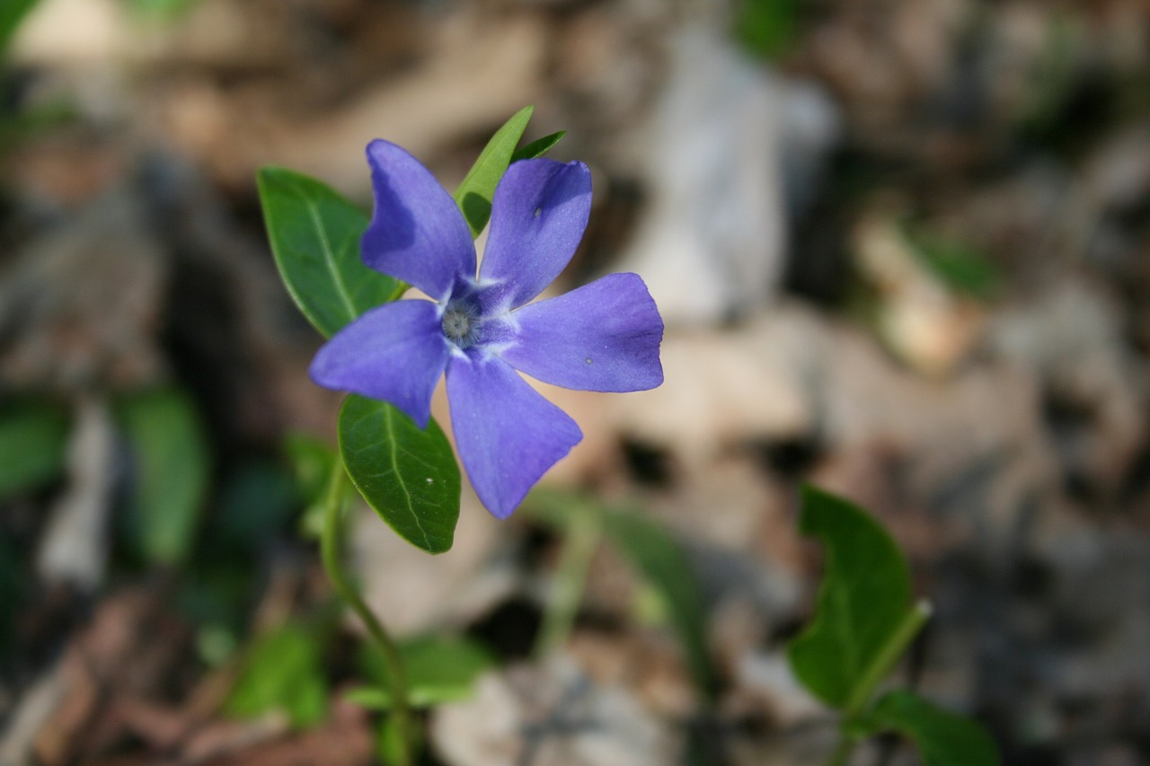 flower purple spring free photo