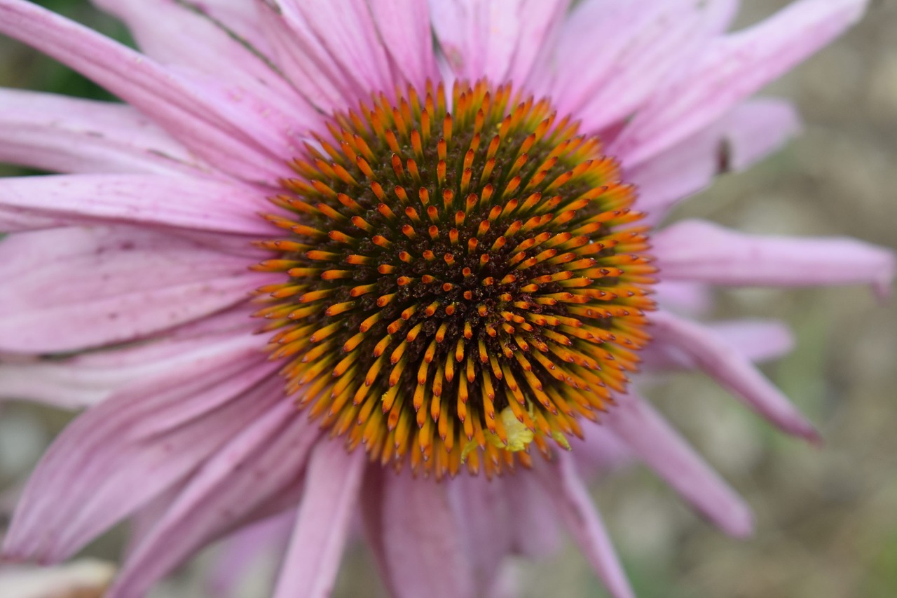 flower petals nature free photo