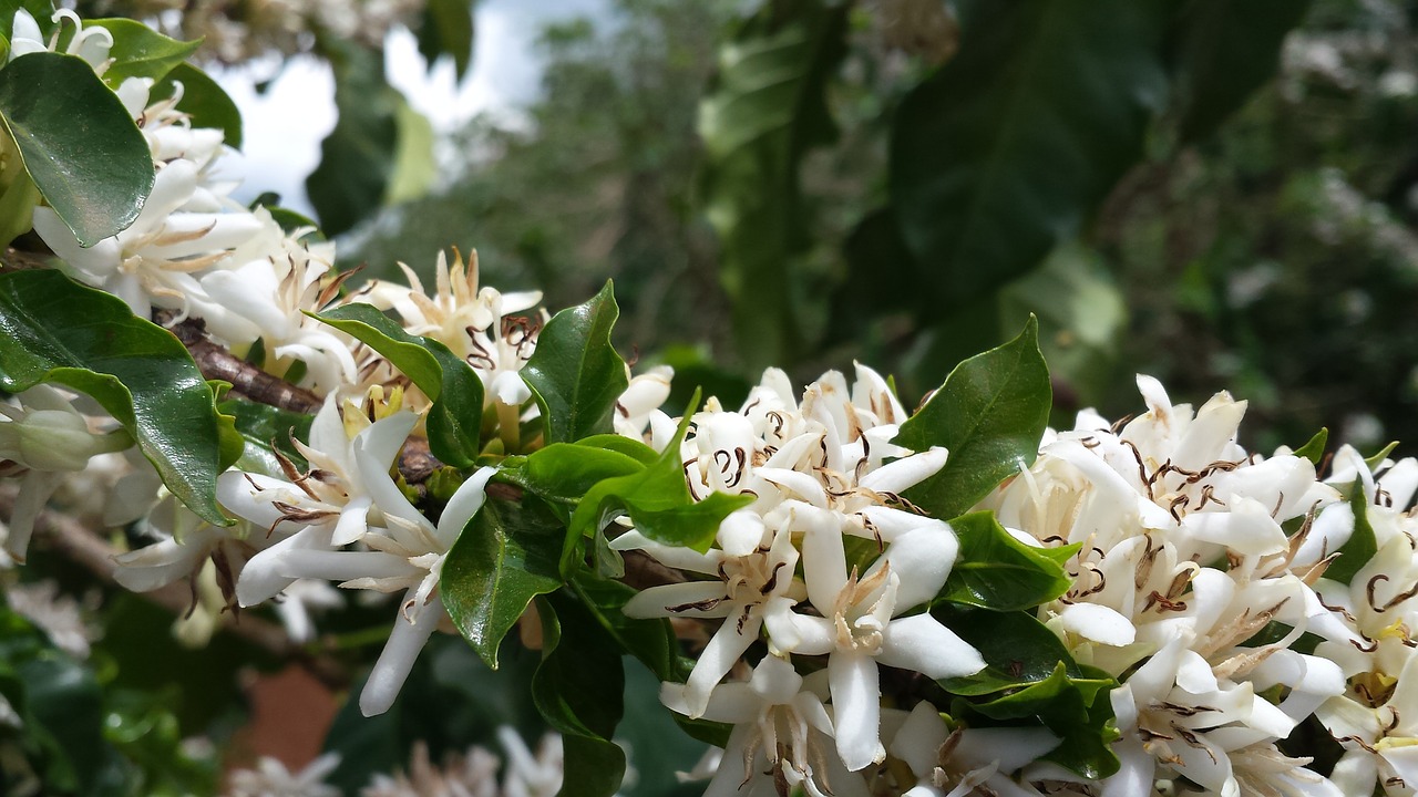 flower coffee flower flowering of coffee free photo