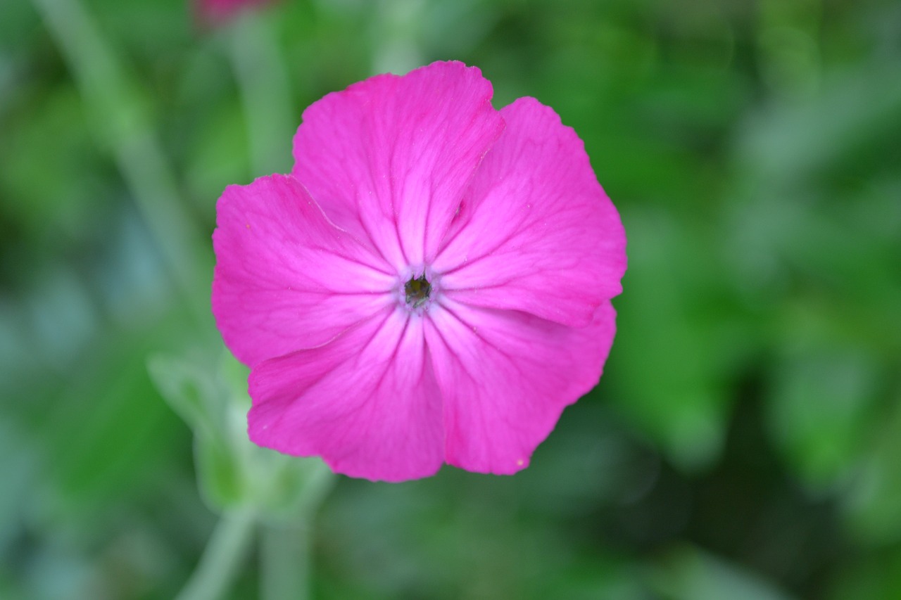 flower pink blossom free photo