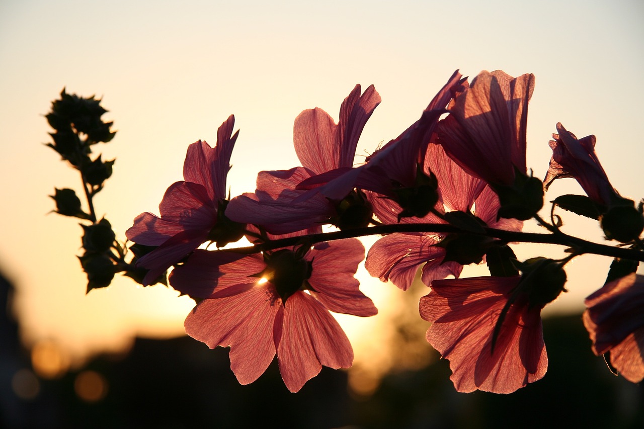 flower sun spring free photo