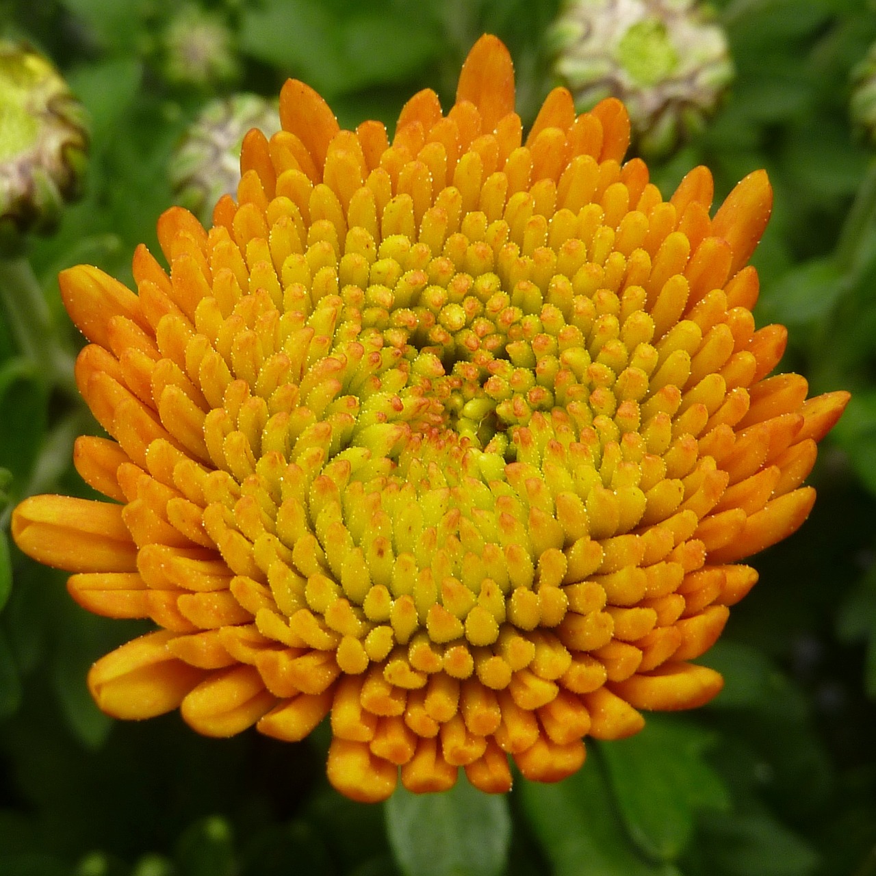 flower chrysanthemum yellow free photo