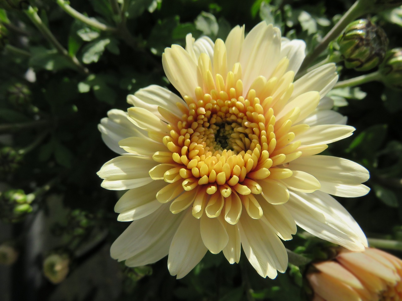 flower chrysanthemum yellow free photo