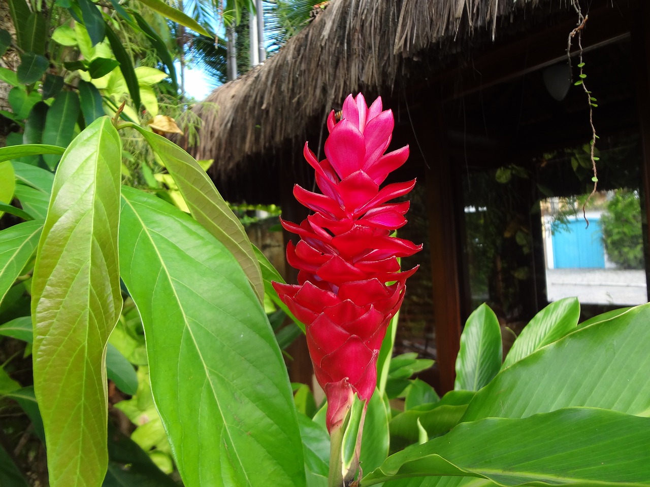 flower red tropical free photo