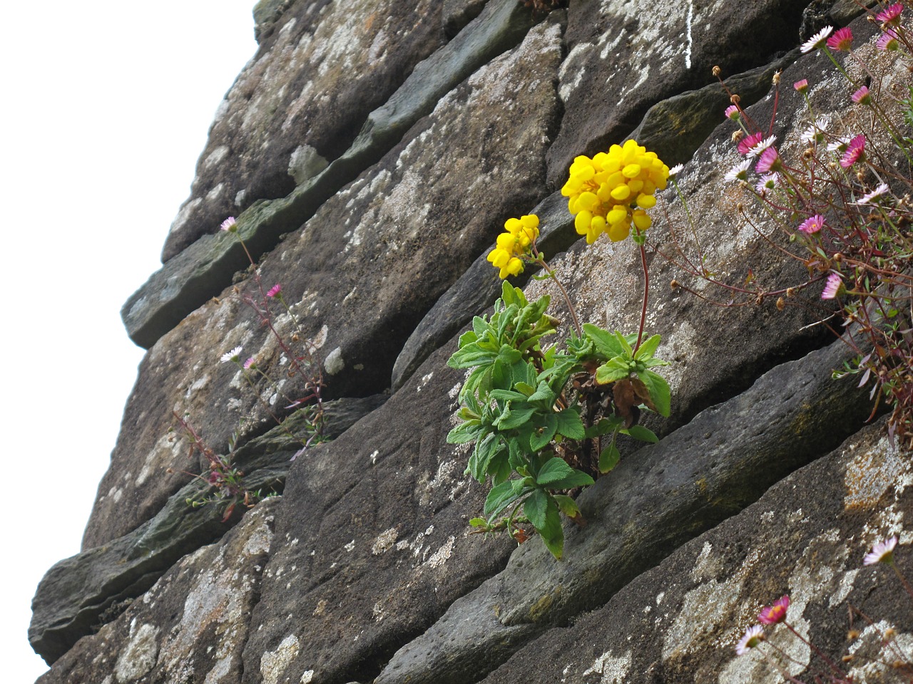 flower stone plants free photo