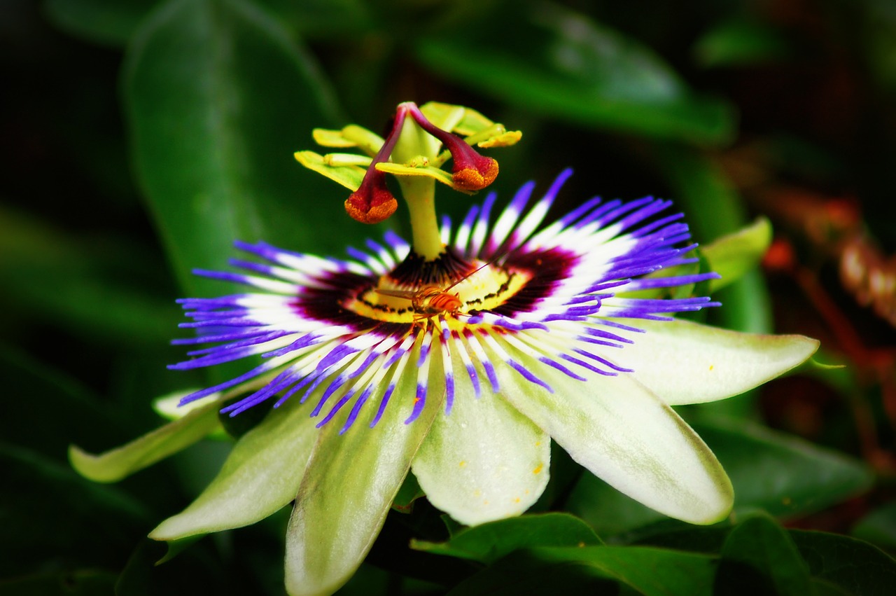 flower passion flower flora free photo