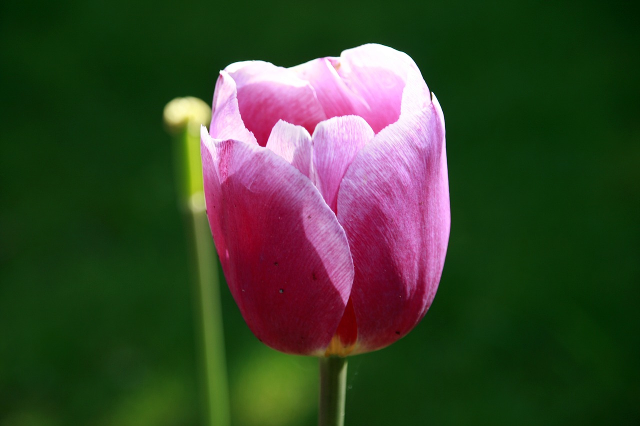 flower green pink free photo