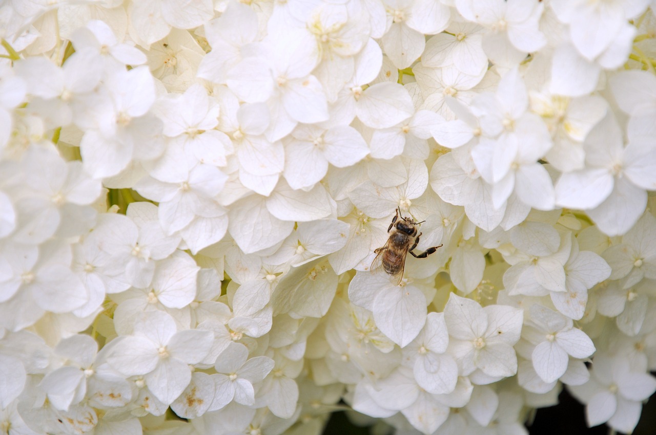 flower bee insect free photo