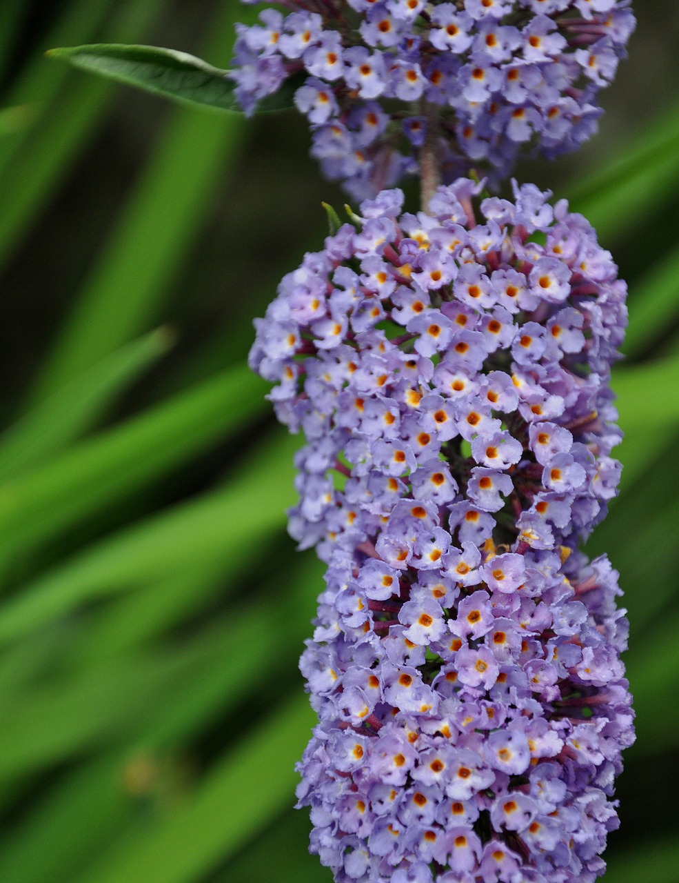 flower garden macro free photo