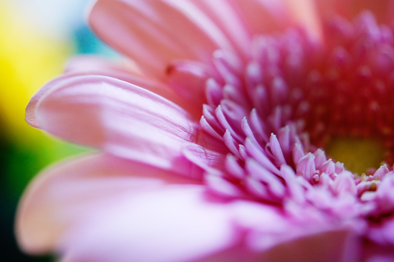 flower macro spring free photo